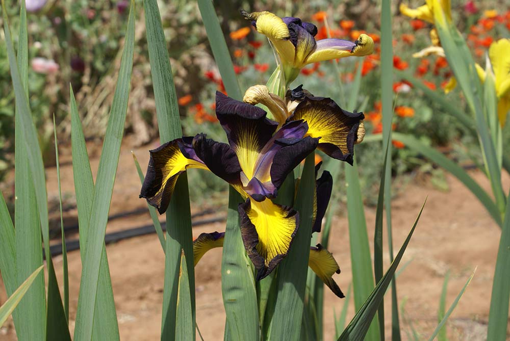 Tall blue iris (Iris spuria)